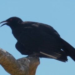 Corcorax melanorhamphos (White-winged Chough) at Bluetts Block Area - 12 Feb 2024 by RodDeb