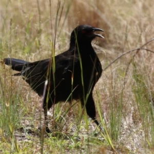 Corcorax melanorhamphos at Bluetts Block (402, 403, 12, 11) - 12 Feb 2024 11:59 AM