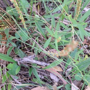 Plantago varia at Mount Majura - 12 Feb 2024