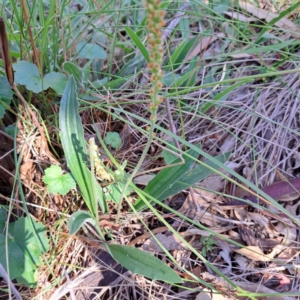 Plantago varia at Mount Majura - 12 Feb 2024 09:56 AM