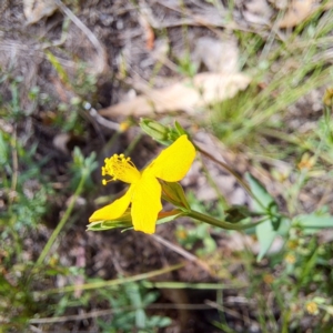 Hypericum gramineum at Mount Majura - 12 Feb 2024 10:36 AM