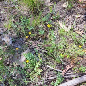 Hypericum gramineum at Mount Majura - 12 Feb 2024 10:36 AM