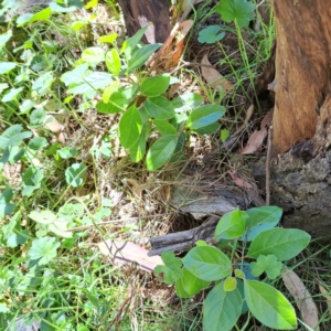 Viburnum tinus at Mount Majura - 12 Feb 2024