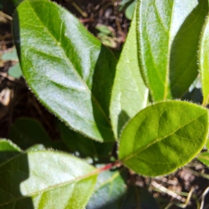 Viburnum tinus at Mount Majura - 12 Feb 2024