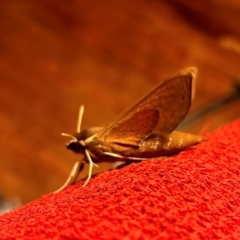 Hippotion scrofa (Coprosma Hawk Moth) at QPRC LGA - 12 Feb 2024 by stellabellaxx