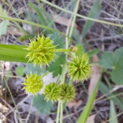 Hydrocotyle laxiflora (Stinking Pennywort) at Mount Majura - 11 Feb 2024 by abread111