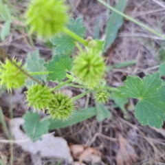 Hydrocotyle laxiflora at Mount Majura - 12 Feb 2024