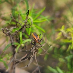 Gminatus australis at QPRC LGA - 12 Feb 2024