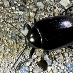 Chalcopteroides columbinus (Rainbow darkling beetle) at Reid, ACT - 6 Feb 2024 by Pirom