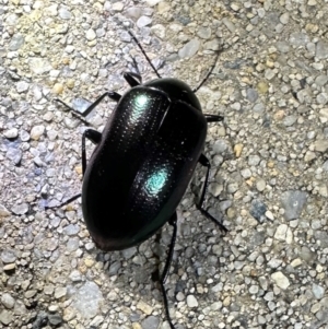 Chalcopteroides columbinus at Reid, ACT - 6 Feb 2024 08:44 PM