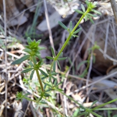 Asperula conferta (Common Woodruff) at Mount Majura - 11 Feb 2024 by abread111