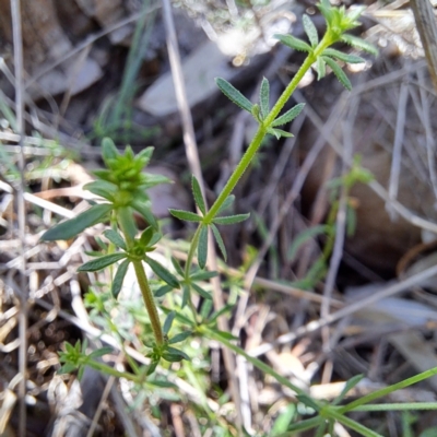 Asperula conferta (Common Woodruff) at Watson, ACT - 11 Feb 2024 by abread111