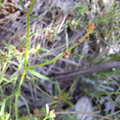 Haloragis heterophylla (Variable Raspwort) at Mount Majura - 11 Feb 2024 by abread111