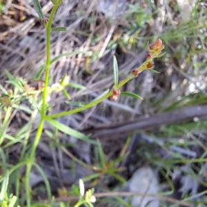 Haloragis heterophylla at Mount Majura - 12 Feb 2024 10:54 AM