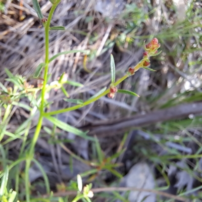 Haloragis heterophylla (Variable Raspwort) at Mount Majura - 12 Feb 2024 by abread111