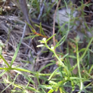 Haloragis heterophylla at Mount Majura - 12 Feb 2024 10:54 AM