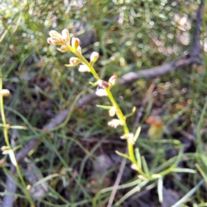 Haloragis heterophylla at Mount Majura - 12 Feb 2024