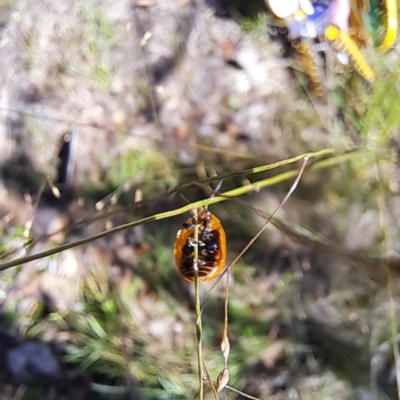 Paropsisterna cloelia (Eucalyptus variegated beetle) at Mount Majura - 12 Feb 2024 by abread111