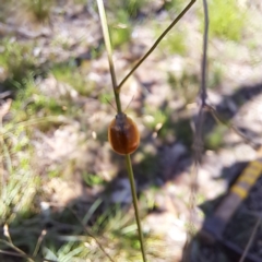 Paropsisterna cloelia at Mount Majura - 12 Feb 2024