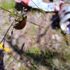 Paropsisterna cloelia at Mount Majura - 12 Feb 2024