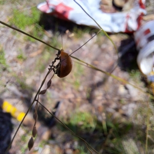 Paropsisterna cloelia at Mount Majura - 12 Feb 2024