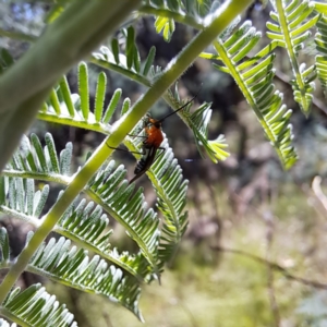 Miridae (family) at Mount Majura - 12 Feb 2024