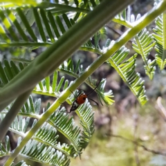 Miridae (family) at Mount Majura - 12 Feb 2024 11:39 AM