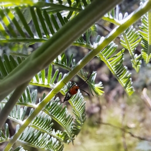 Miridae (family) at Mount Majura - 12 Feb 2024