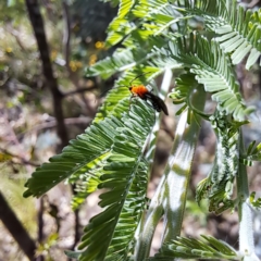 Miridae (family) at Mount Majura - 12 Feb 2024