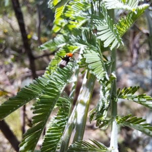 Miridae (family) at Mount Majura - 12 Feb 2024 11:39 AM