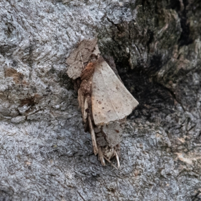 Hyalarcta huebneri (Leafy Case Moth) at Higgins Woodland - 6 Feb 2024 by Untidy