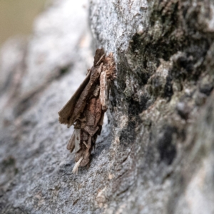 Hyalarcta huebneri at Higgins Woodland - 6 Feb 2024