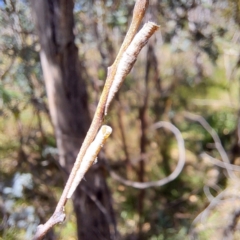 Chaetophyes compacta at Mount Majura - 12 Feb 2024