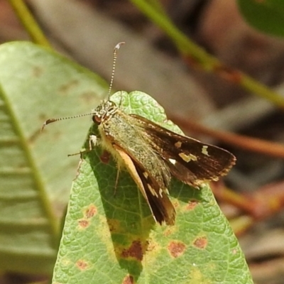 Dispar compacta (Barred Skipper) at Aranda, ACT - 11 Feb 2024 by KMcCue