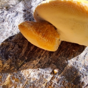 zz Polypore (shelf/hoof-like) at Mount Majura - 12 Feb 2024 10:22 AM