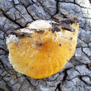 zz Polypore (shelf/hoof-like) at Mount Majura - 12 Feb 2024