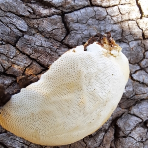 zz Polypore (shelf/hoof-like) at Mount Majura - 12 Feb 2024 10:22 AM