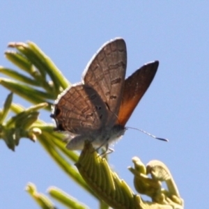 Acrodipsas aurata at Mount Ainslie - 11 Feb 2024