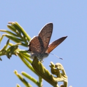 Acrodipsas aurata at Mount Ainslie - 11 Feb 2024