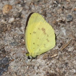 Eurema smilax at Hackett, ACT - 3 Feb 2024 12:27 PM