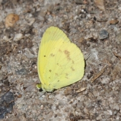 Eurema smilax at Hackett, ACT - 3 Feb 2024