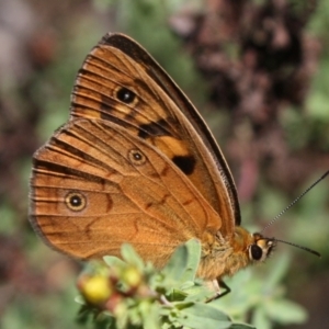 Heteronympha penelope at Mount Ainslie - 11 Feb 2024 01:23 PM