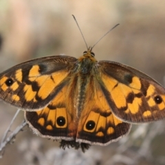 Heteronympha penelope at Mount Ainslie - 11 Feb 2024