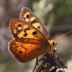 Heteronympha penelope at Mount Ainslie - 11 Feb 2024