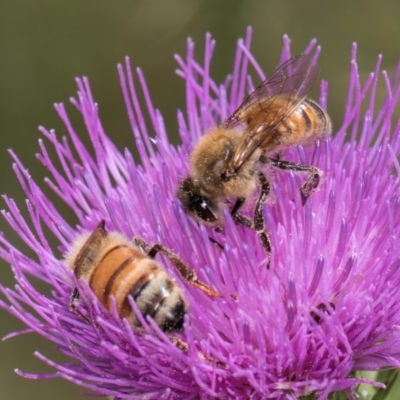 Apis mellifera (European honey bee) at Dunlop Grassland (DGE) - 12 Feb 2024 by kasiaaus