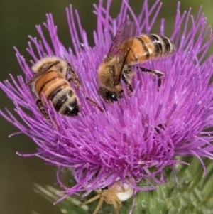 Apis mellifera at Dunlop Grassland (DGE) - 12 Feb 2024