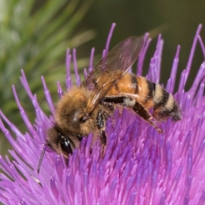 Apis mellifera at Dunlop Grassland (DGE) - 12 Feb 2024