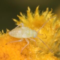 Miridae (family) (Unidentified plant bug) at Dunlop Grassland (DGE) - 12 Feb 2024 by kasiaaus