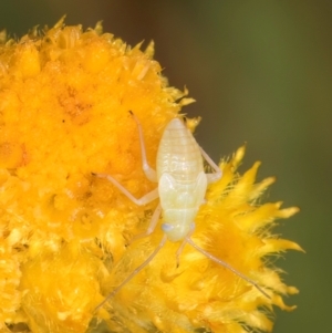 Miridae (family) at Dunlop Grassland (DGE) - 12 Feb 2024