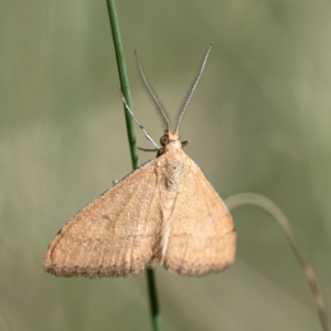 Scopula rubraria at Higgins Woodland - 12 Feb 2024